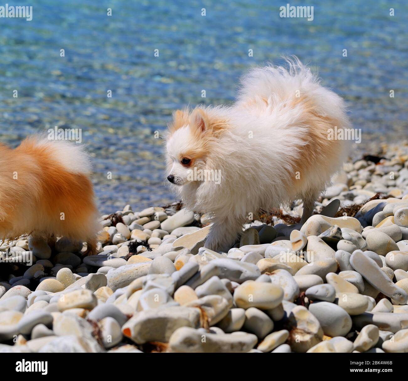 Foto di divertenti cani sulla spiaggia di mare Foto Stock
