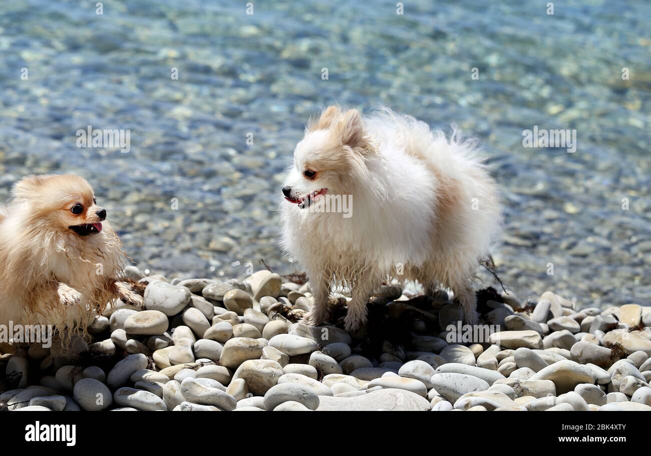 Foto di divertenti cani sulla spiaggia di mare Foto Stock