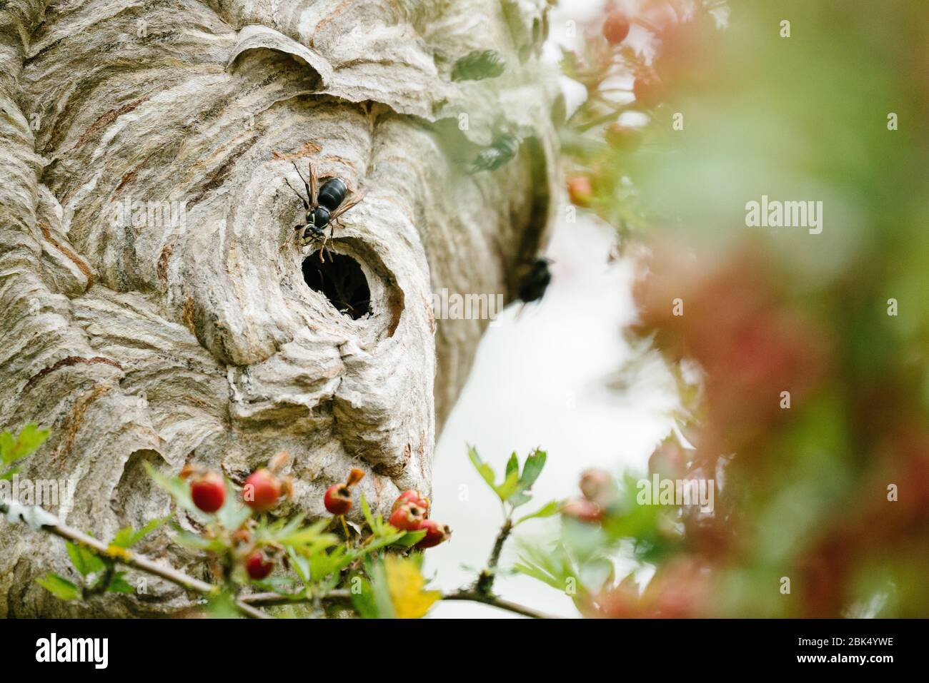 Foto di primo piano di un'ape che entra in un alveare Foto Stock