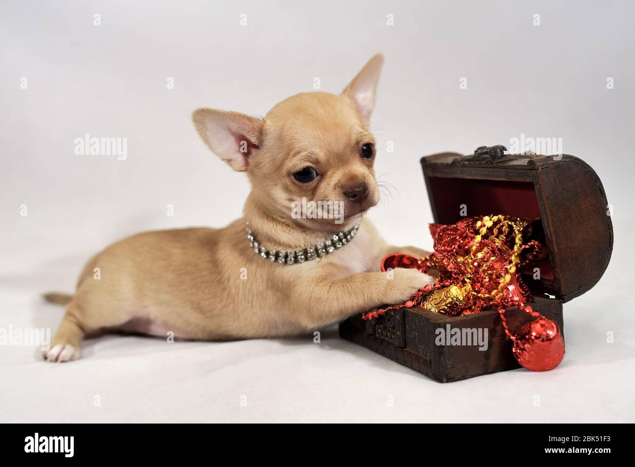 Cucciolo Chihuahua con capelli corti in miniatura con una piccola scatola del tesoro Foto Stock
