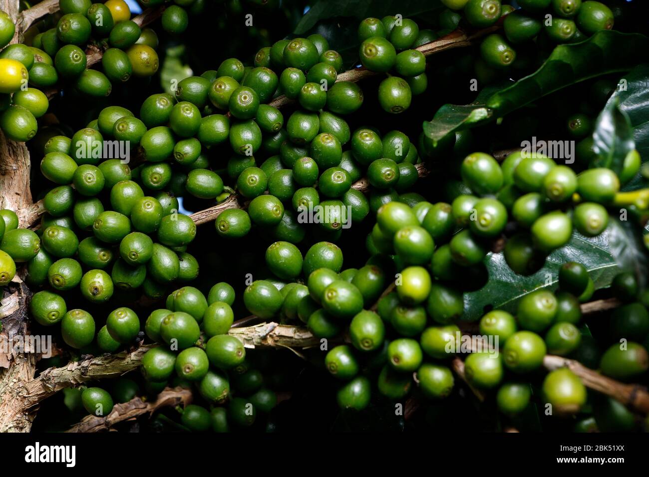 Visualizza fattoria con piantagione di caffè. Agro-alimentare. Il caffè prodotto con grani gialli, fogliame verde e azzurro del cielo. Foto Stock