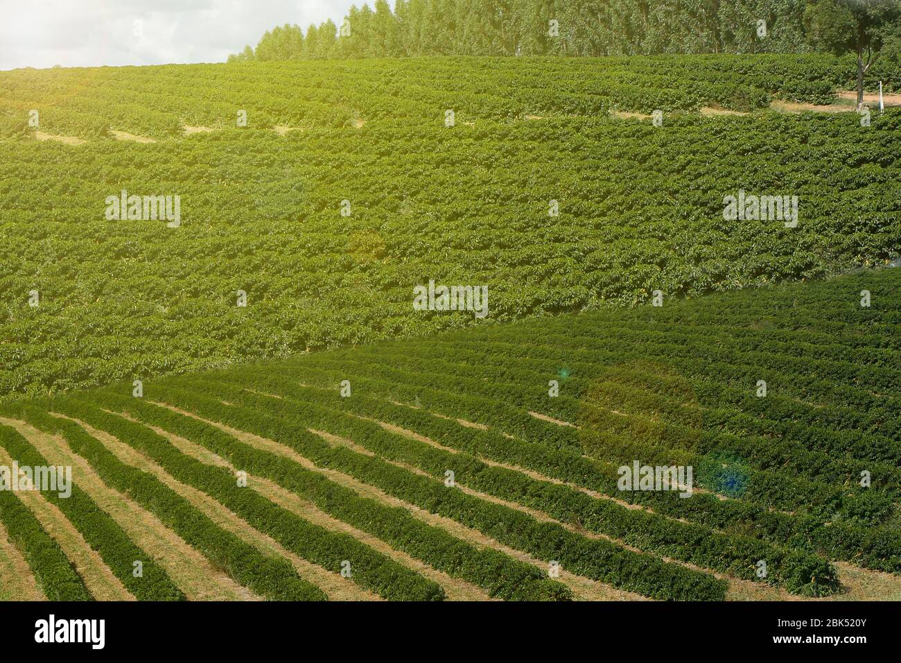 Visualizza fattoria con piantagione di caffè. Agro-alimentare. Il caffè prodotto con grani gialli, fogliame verde e azzurro del cielo. Foto Stock