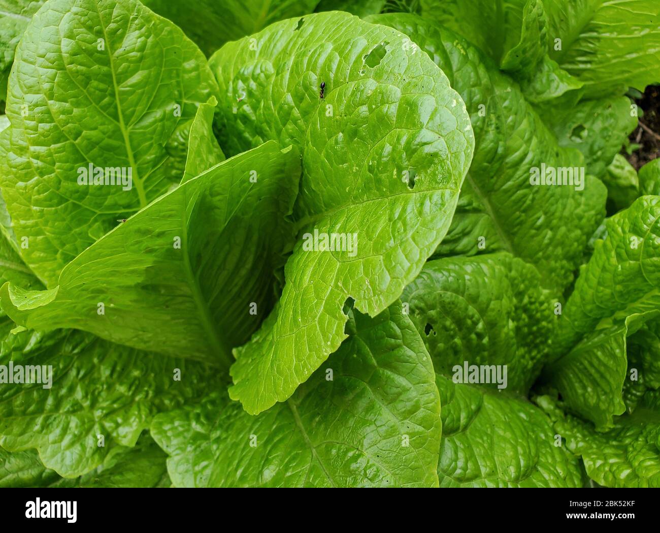 Piante di biolettucce fresche di base, insalata di verdure crude fresche di stagione Foto Stock