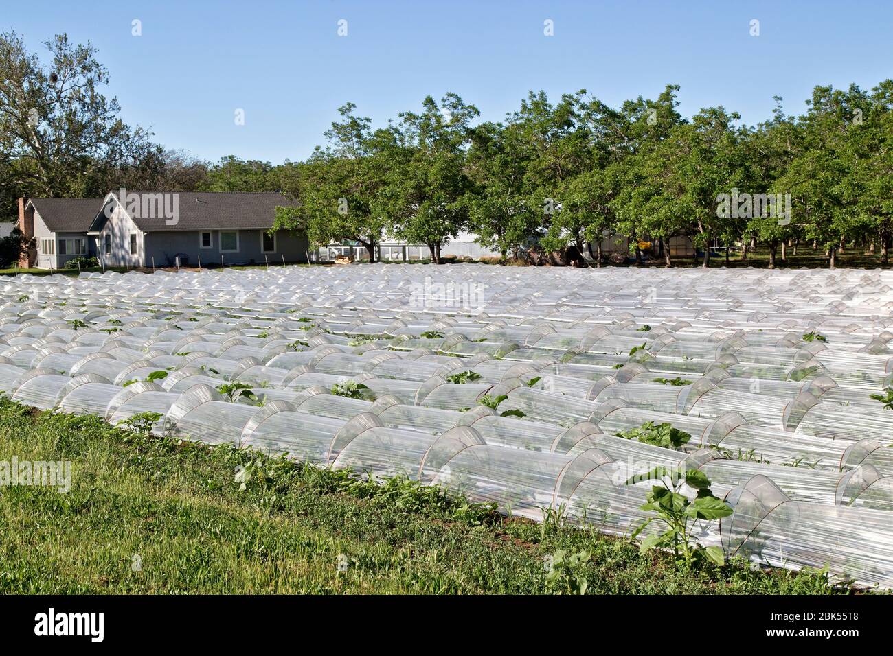 File di mini serre, che propagano semi vegetali. Foto Stock