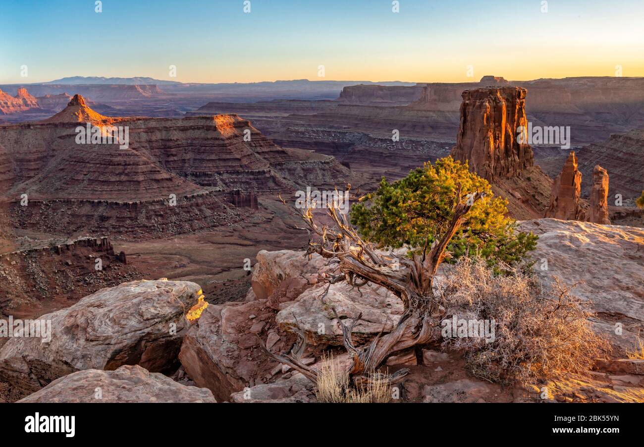 Un albero di ginepro illuminato dall'ultima luce dorata della giornata vicino al bordo di Marlboro Point che si affaccia sullo Shafer Canyon nel Parco Nazionale Canyonlands, Utah. Foto Stock