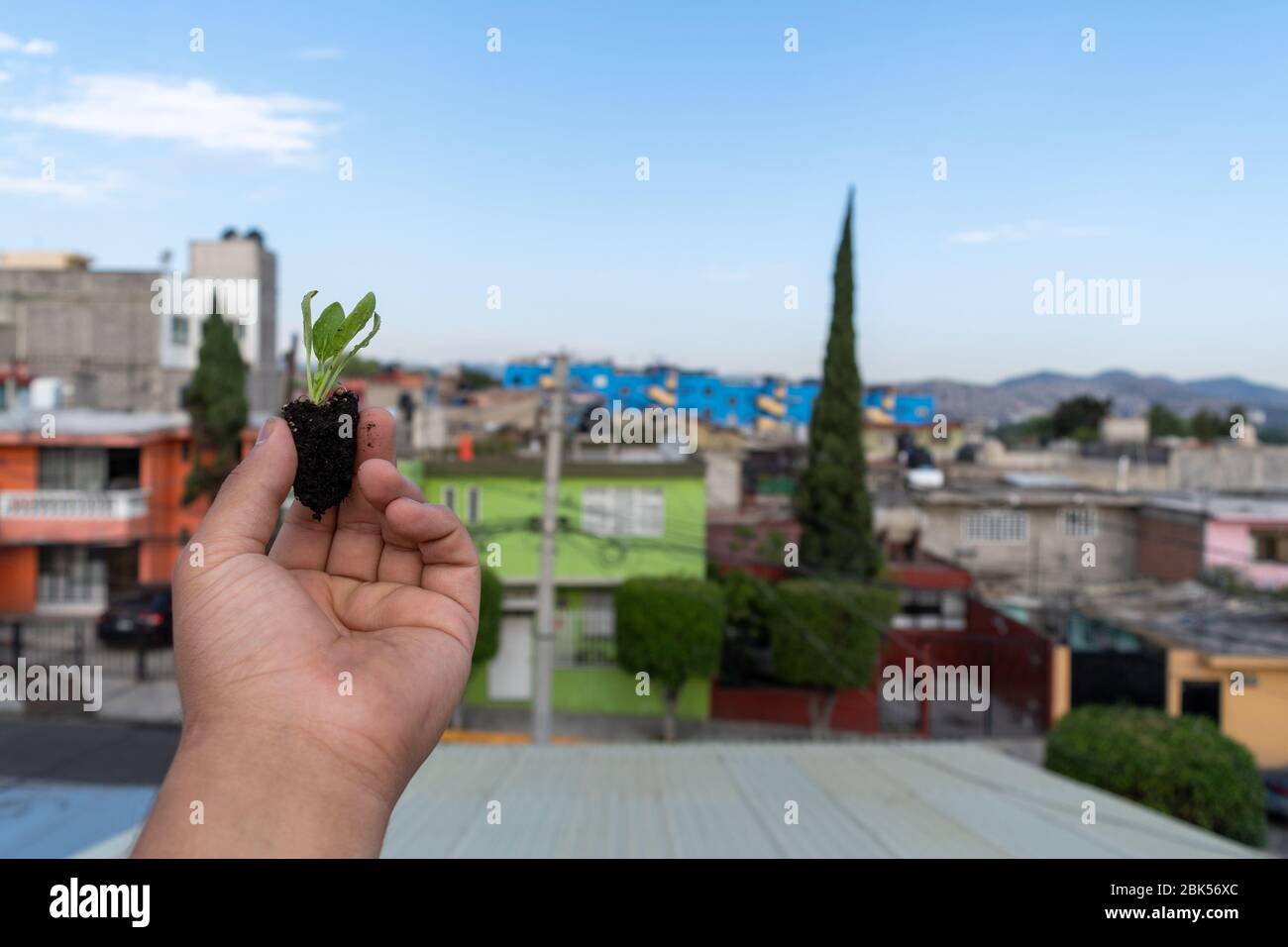 mano che tiene una pianta di spinaci crescente con la vista della città sullo sfondo Foto Stock
