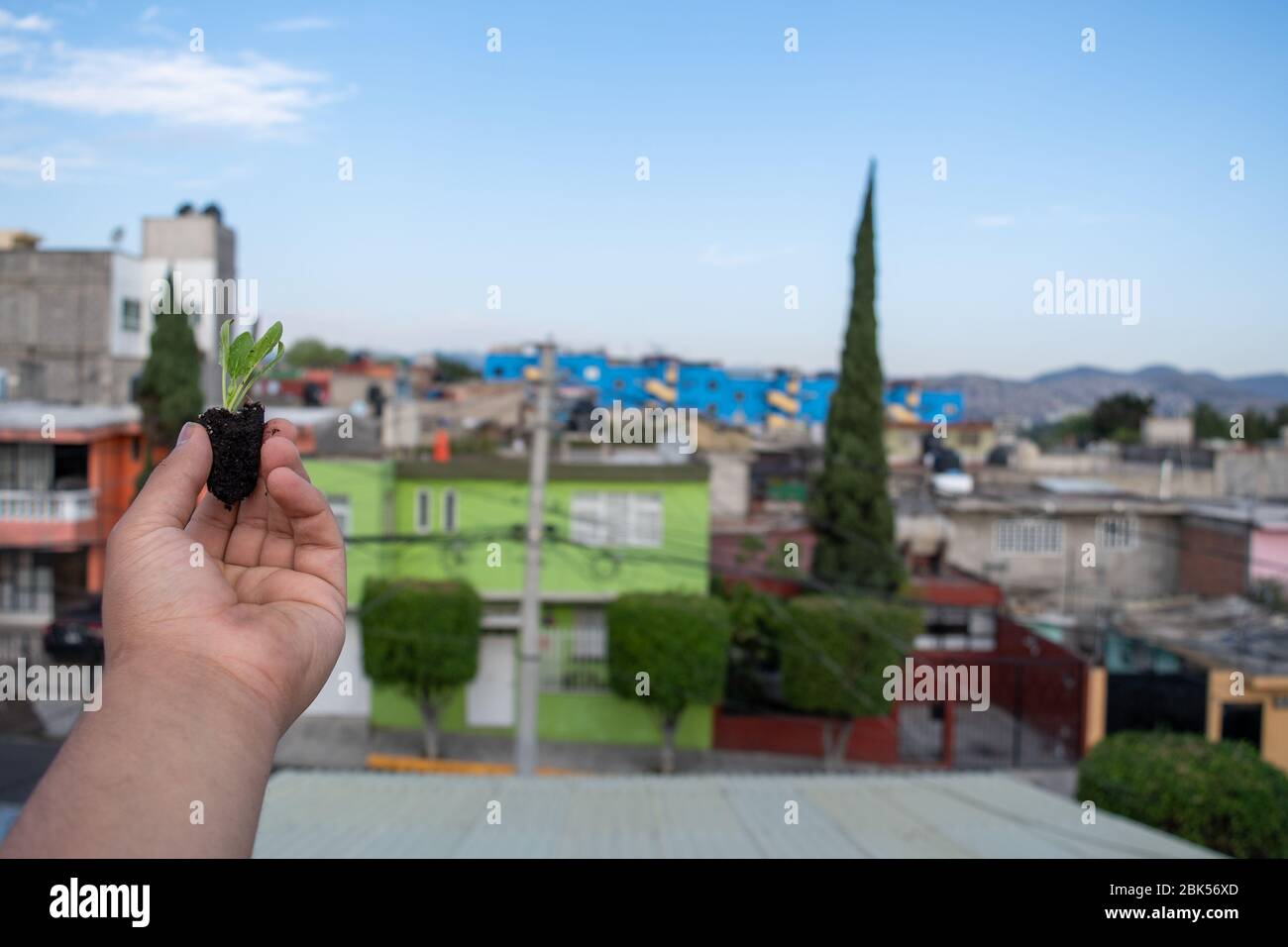 mano che tiene una pianta di spinaci crescente con la vista della città sullo sfondo Foto Stock