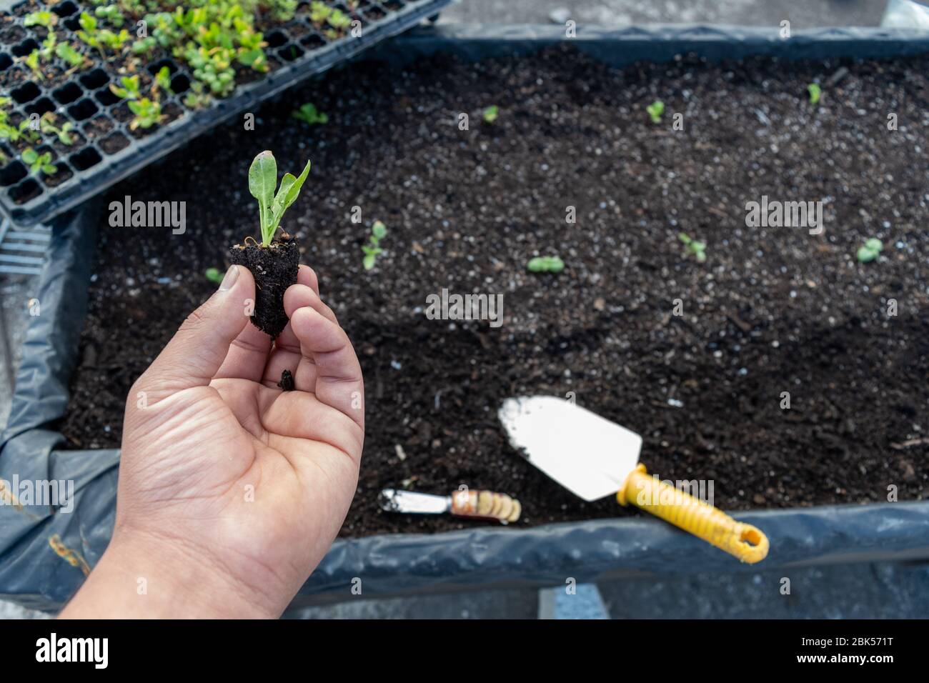mano che tiene una pianta crescente di spinaci con un letto di crescita sullo sfondo Foto Stock