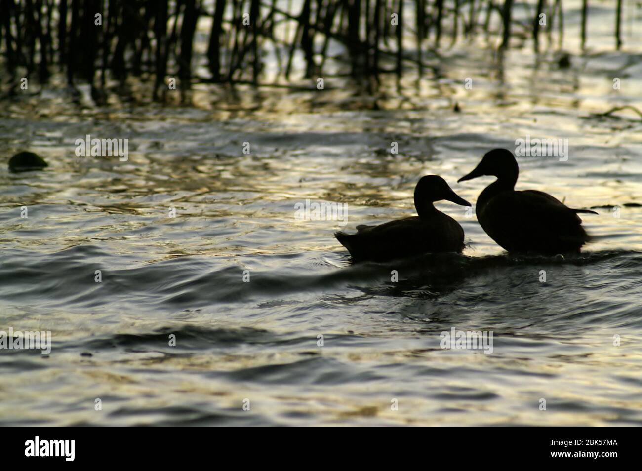 Due anatre galleggianti in profilo. Contorni. Zwei schwimmende Enten im Umriss. Konturen. Dwie pływające kaczki w zarysie. Kontury. 在概述中的兩隻浮鴨。輪廓。 Foto Stock