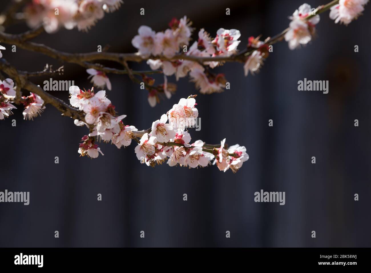 Primo piano di fiori di susina contro il cielo blu in una giornata primaverile Foto Stock