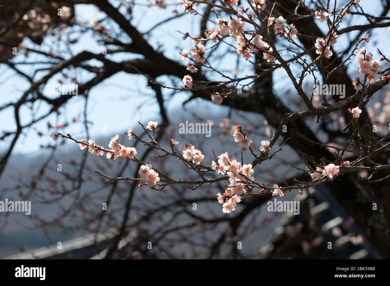 Il fiore rosa di susina nel Tempio di Seonamsa, Corea del Sud. Foto Stock