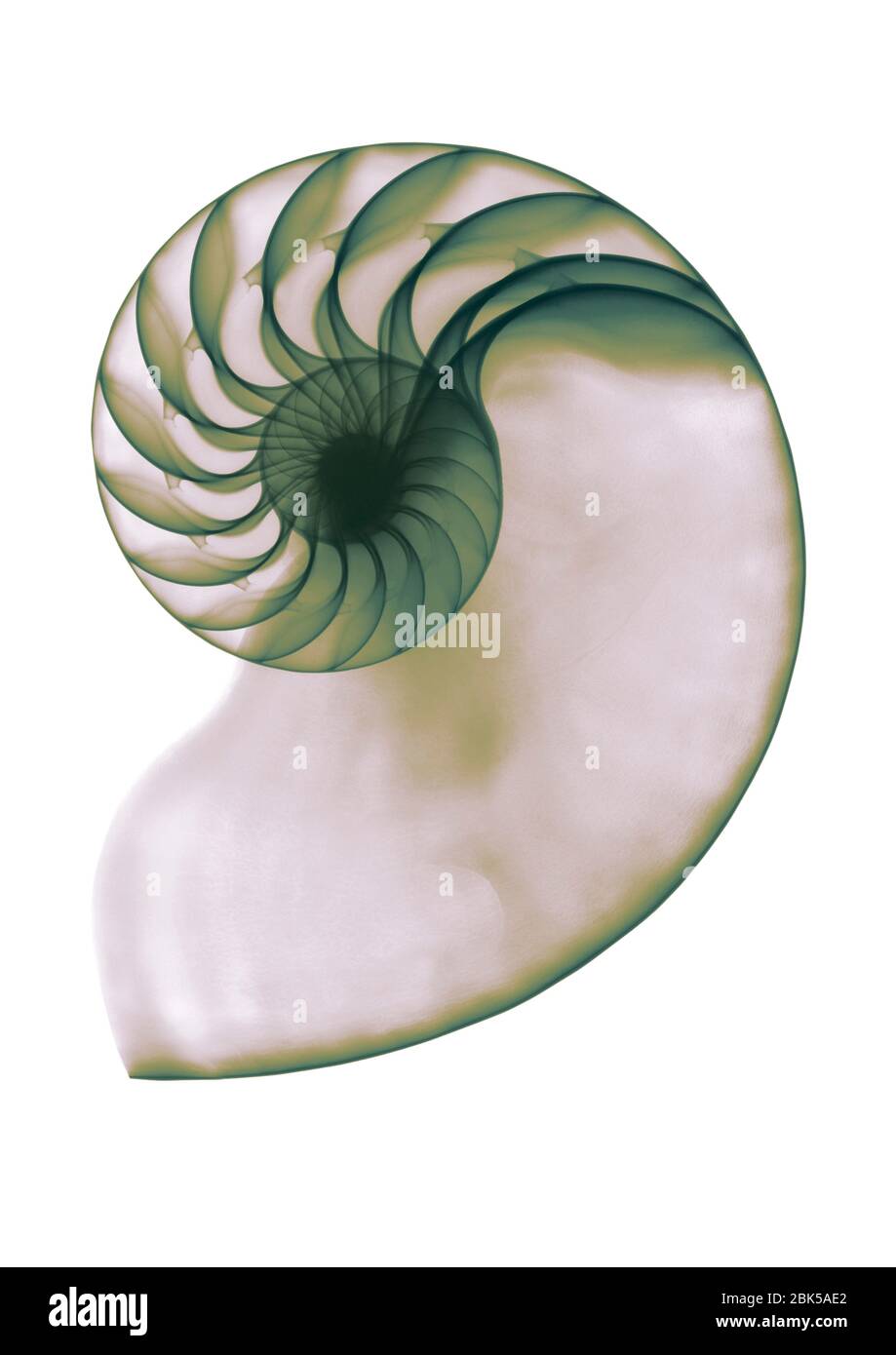 Shell, colorato di raggi x. Foto Stock