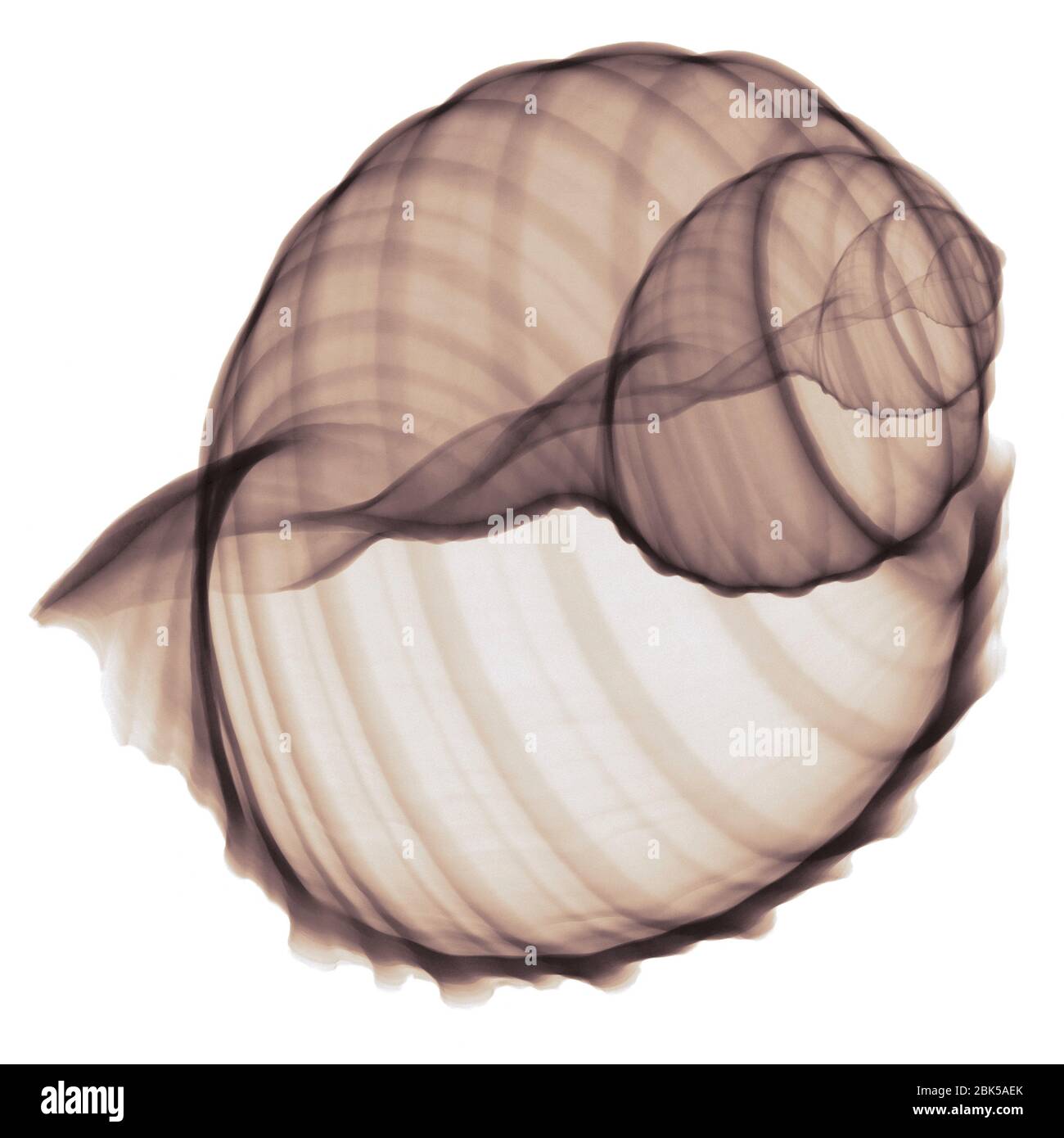 Shell, colorato di raggi x. Foto Stock