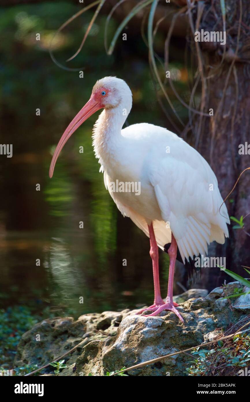 American White ibis (Eudocimus albus) caccia nella Big Cypress National Preserve. Florida. USA Foto Stock