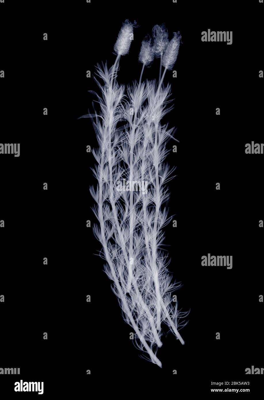 Lavanda (Lavandula sp.), raggi X. Foto Stock