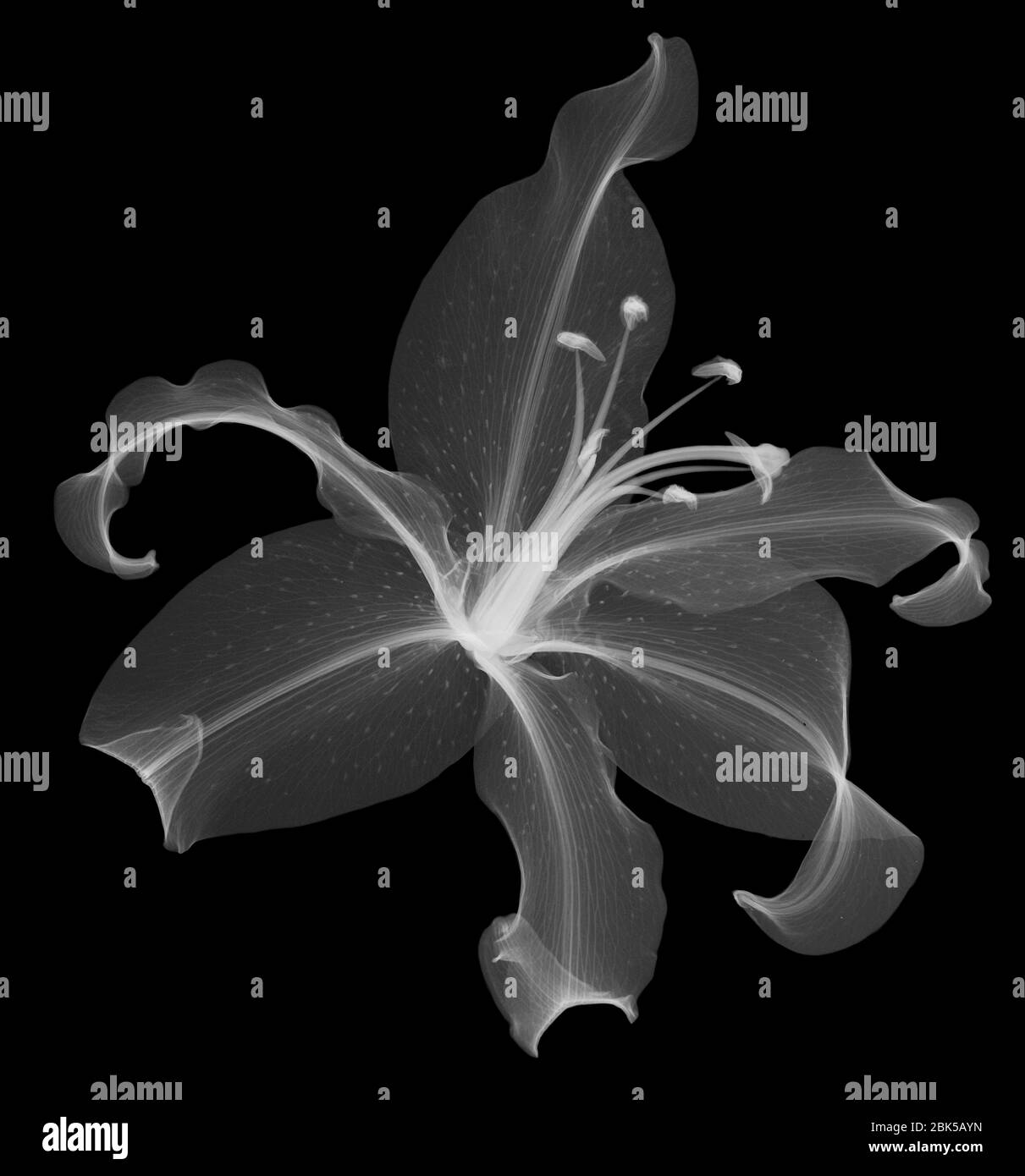 Testa di giglio (Lilium sp.), raggi X. Foto Stock