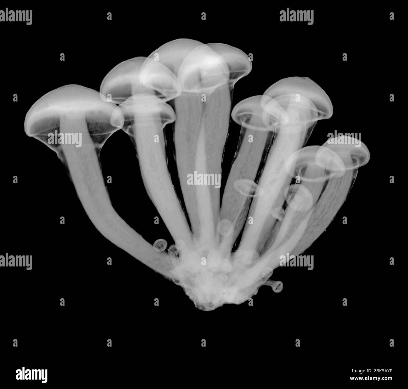 Funghi magici (Psilocybe sp.), raggi X. Foto Stock