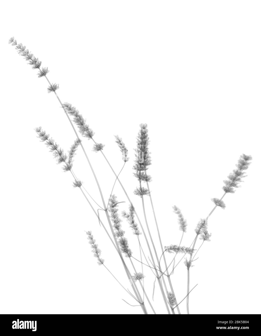 Lavanda (Lavandula sp.), raggi X. Foto Stock