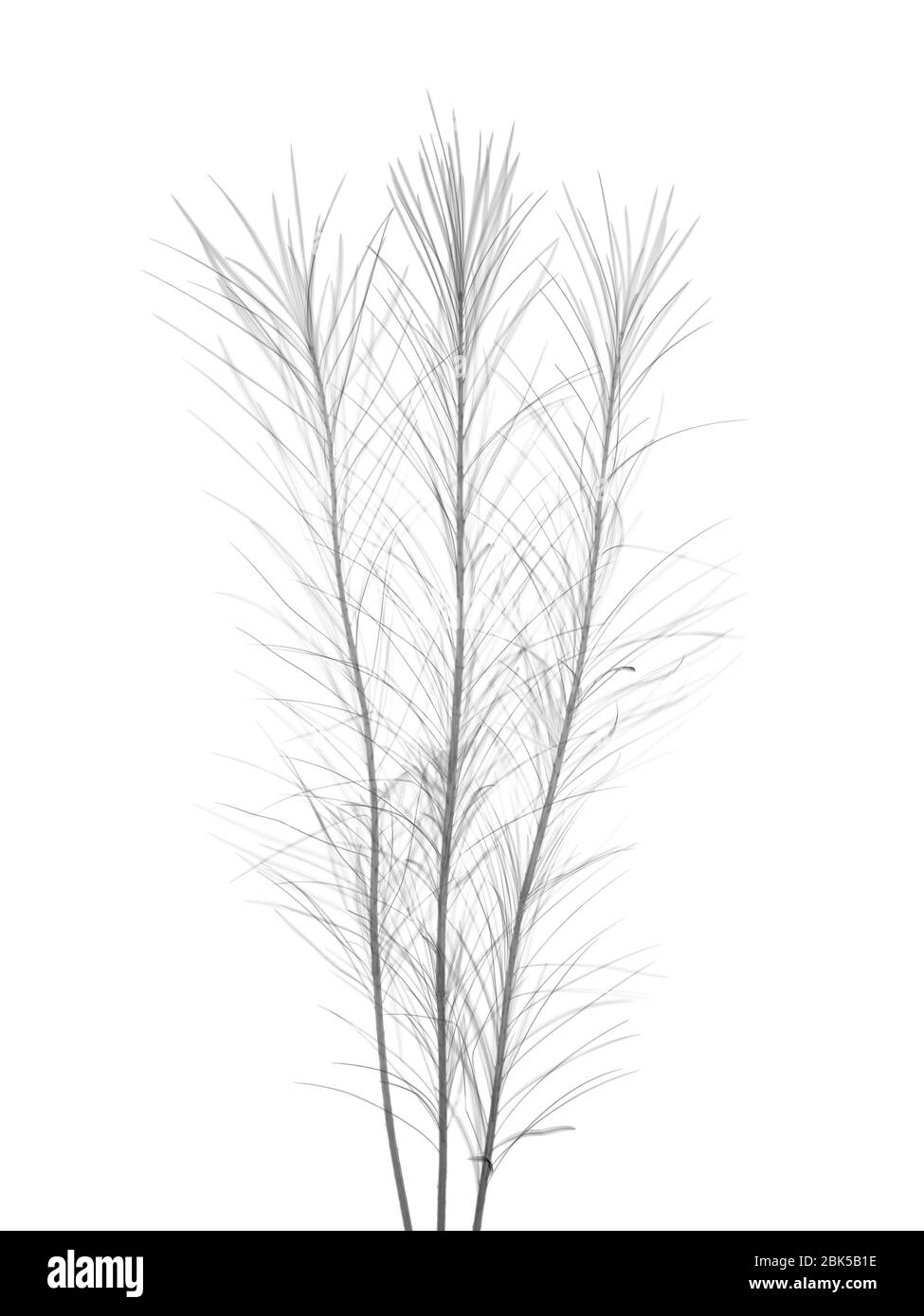 Pianta di curry (Helichrysum italicum), raggi X. Foto Stock