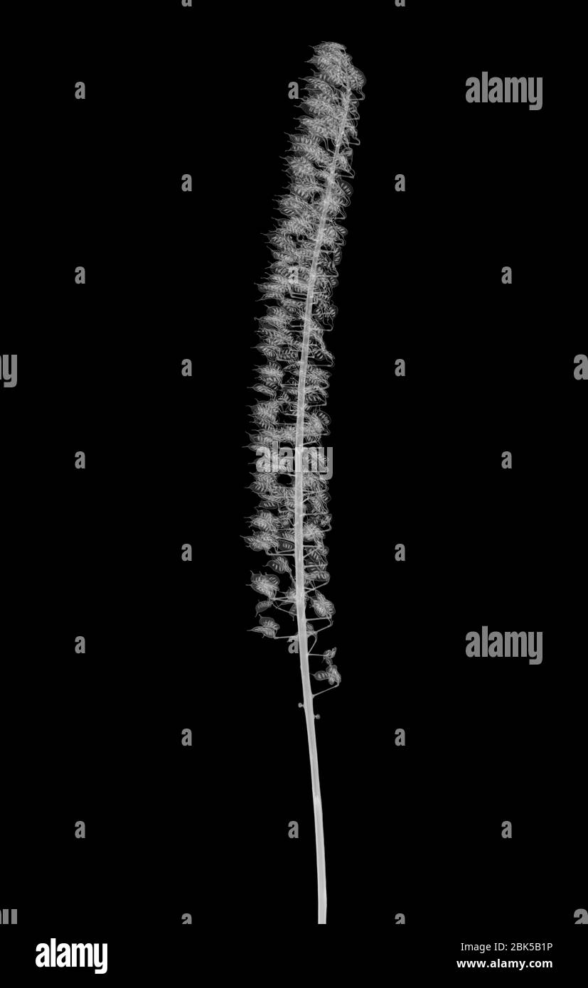 Bugbane (Actaea simplex), raggi X. Foto Stock