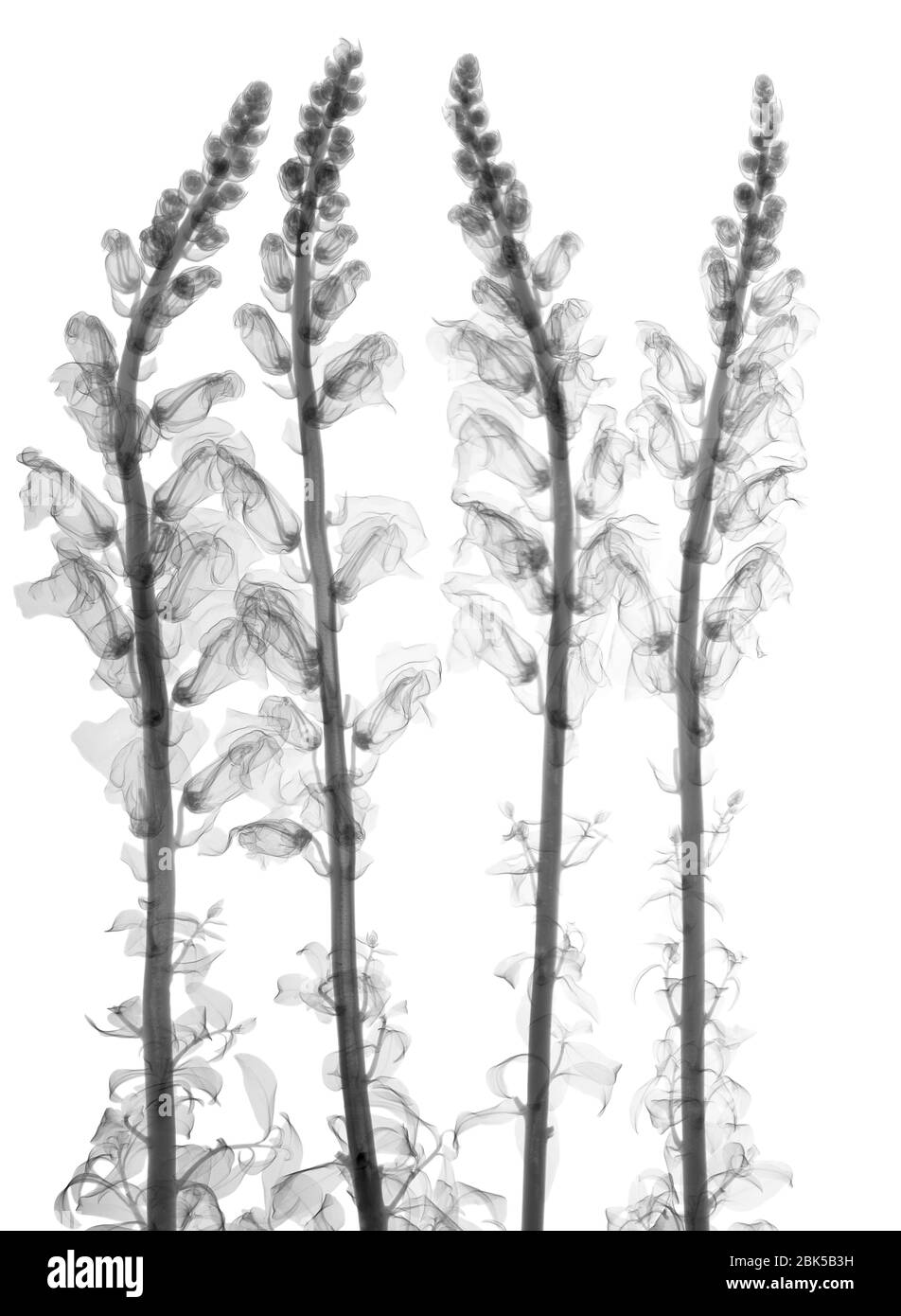 Snapdragon (Antirrhinum sp.), raggi X. Foto Stock