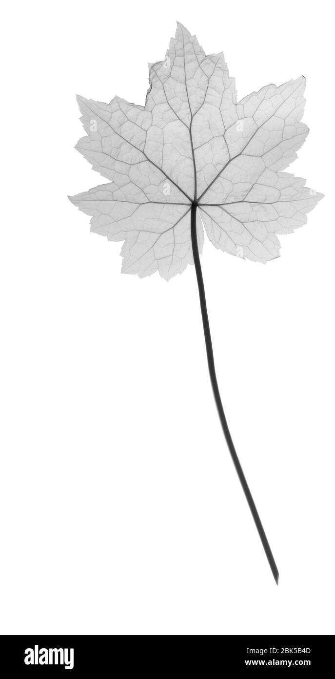 foglia acero campestre - 6 Le aceracee Foto e Immagini Stock in Bianco e Nero - Alamy