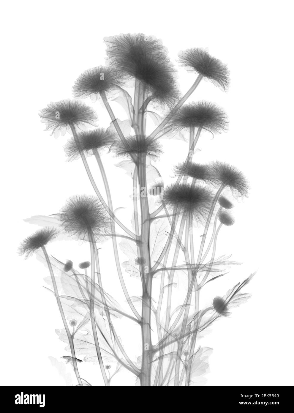 Crisantemo, raggi X. Foto Stock