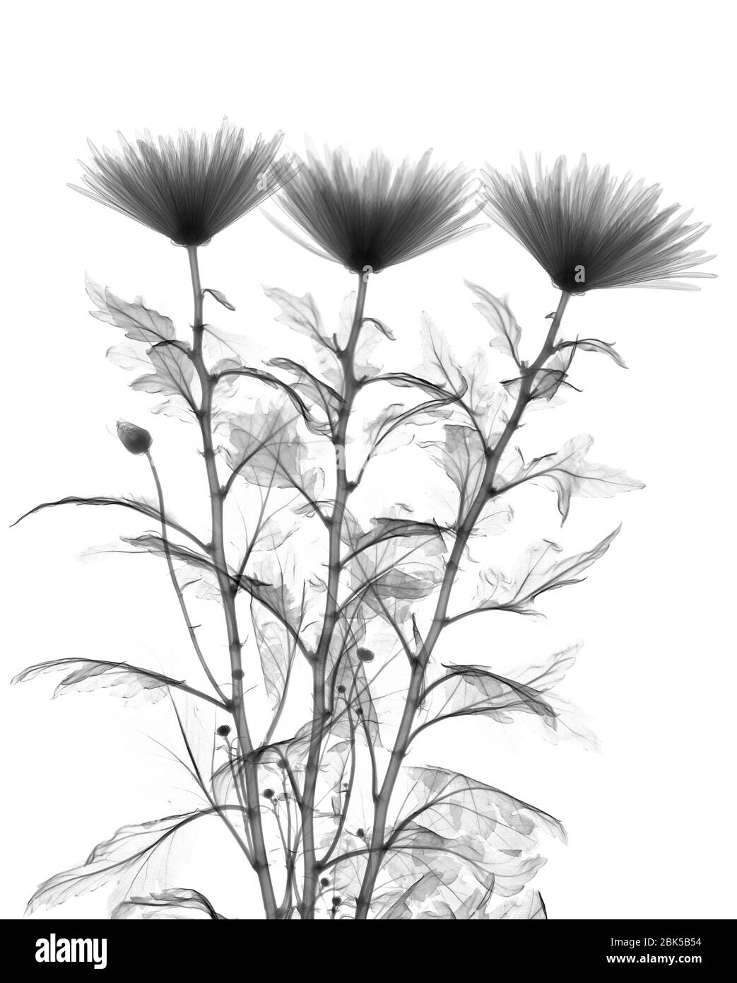 Crisantemo, raggi X. Foto Stock
