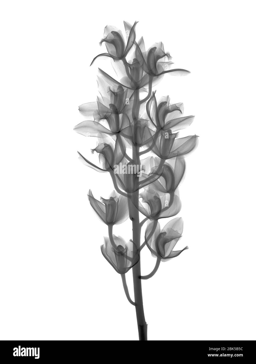Orchidea (Cymbidium sp.), raggi X. Foto Stock