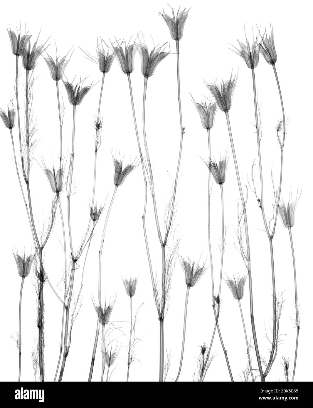 Lisianthus essiccato (Eustoma granulflorum), raggi X. Foto Stock
