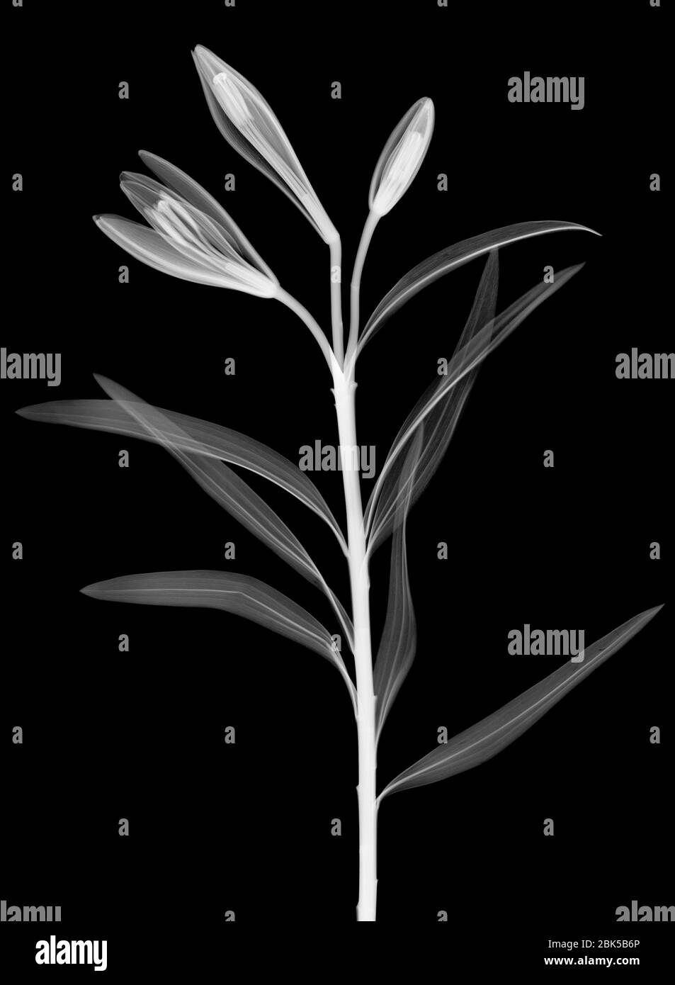 Lily (Lilium sp.), raggi X. Foto Stock
