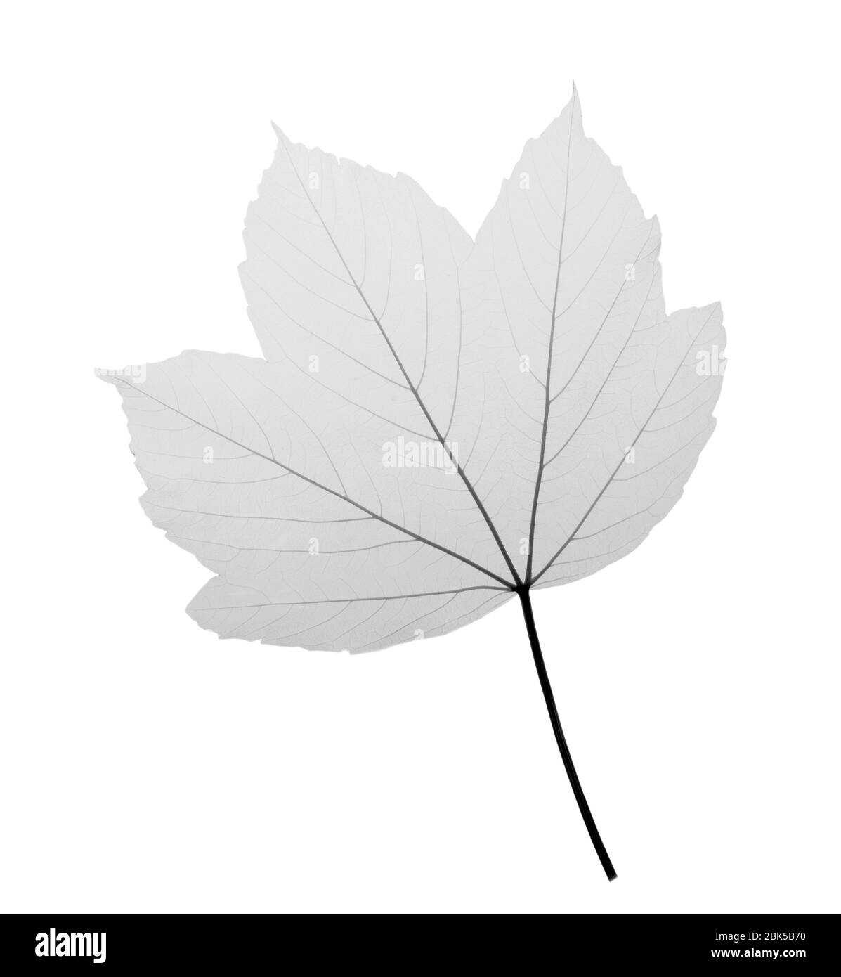 foglia acero campestre - 6 Le aceracee Foto e Immagini Stock in Bianco e Nero - Alamy