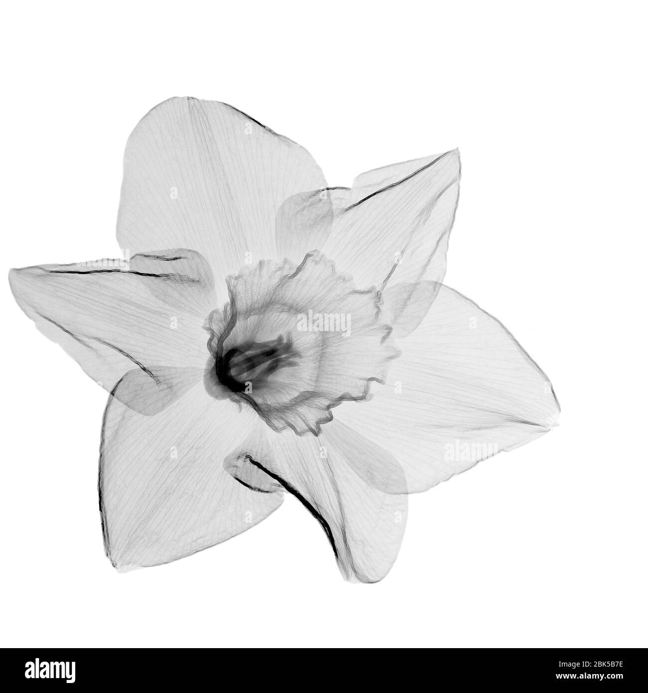 Daffodil (Narcisis sp.), raggi X. Foto Stock