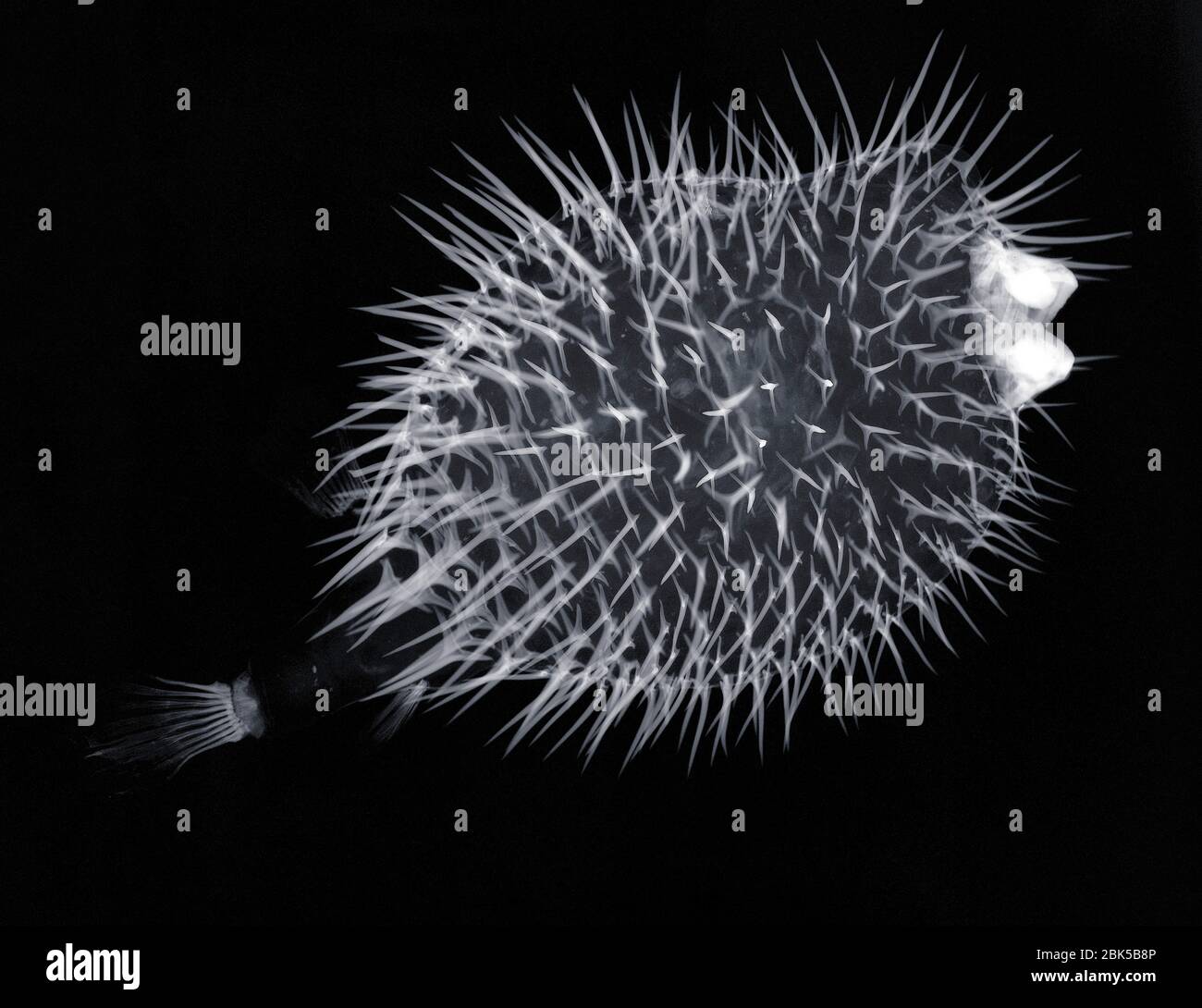 Porcupinefish (famiglia Diodontidae), raggi X. Foto Stock