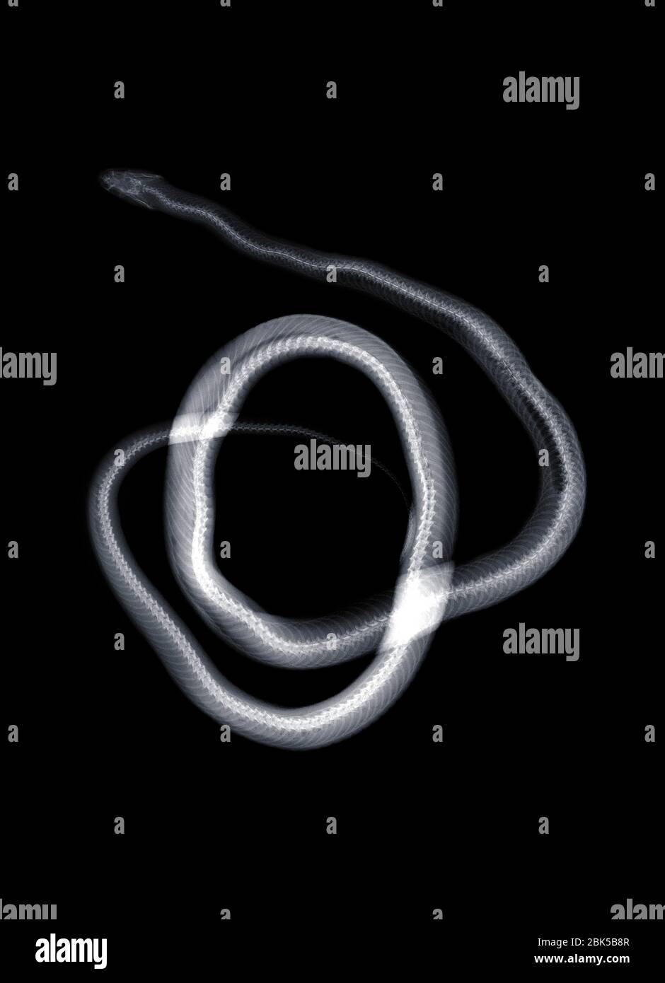 Snake, raggi x. Foto Stock