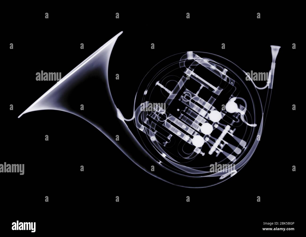 Corno francese, raggi X. Foto Stock