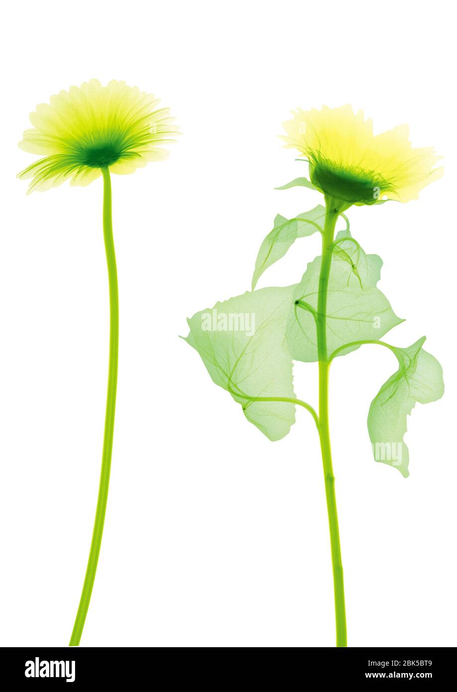 Due girasoli, raggi X colorati. Foto Stock