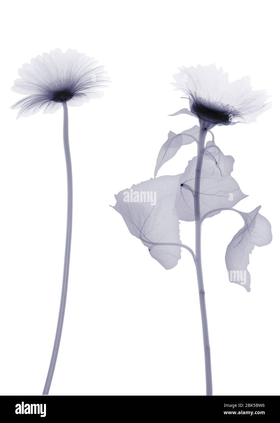 Due girasoli, raggi X. Foto Stock