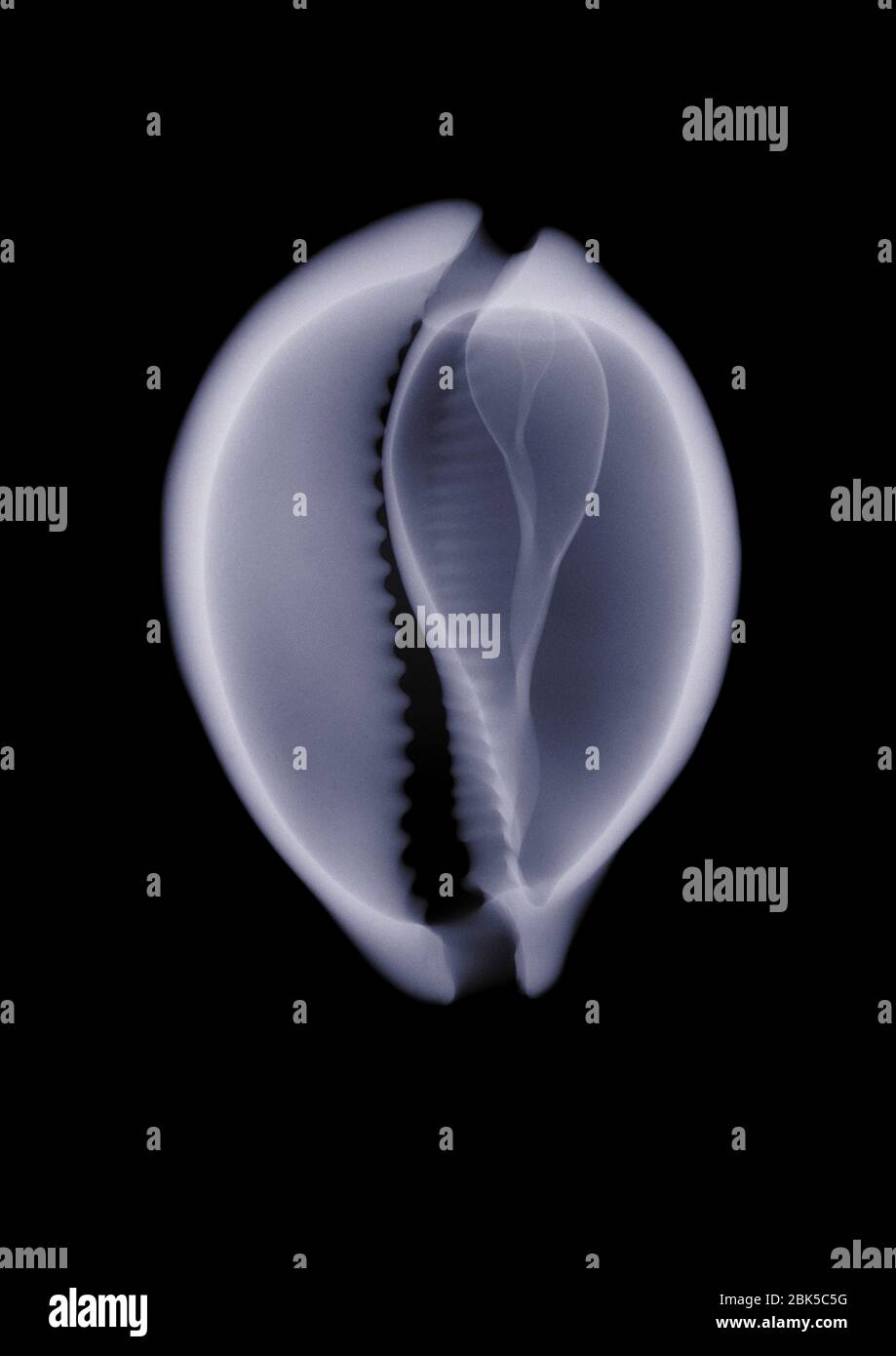 Shell, raggi X. Foto Stock