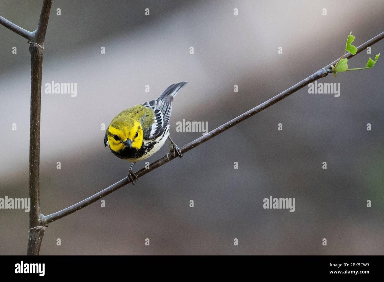 Verdeggiante nero-tirato durante la migrazione della molla Foto Stock