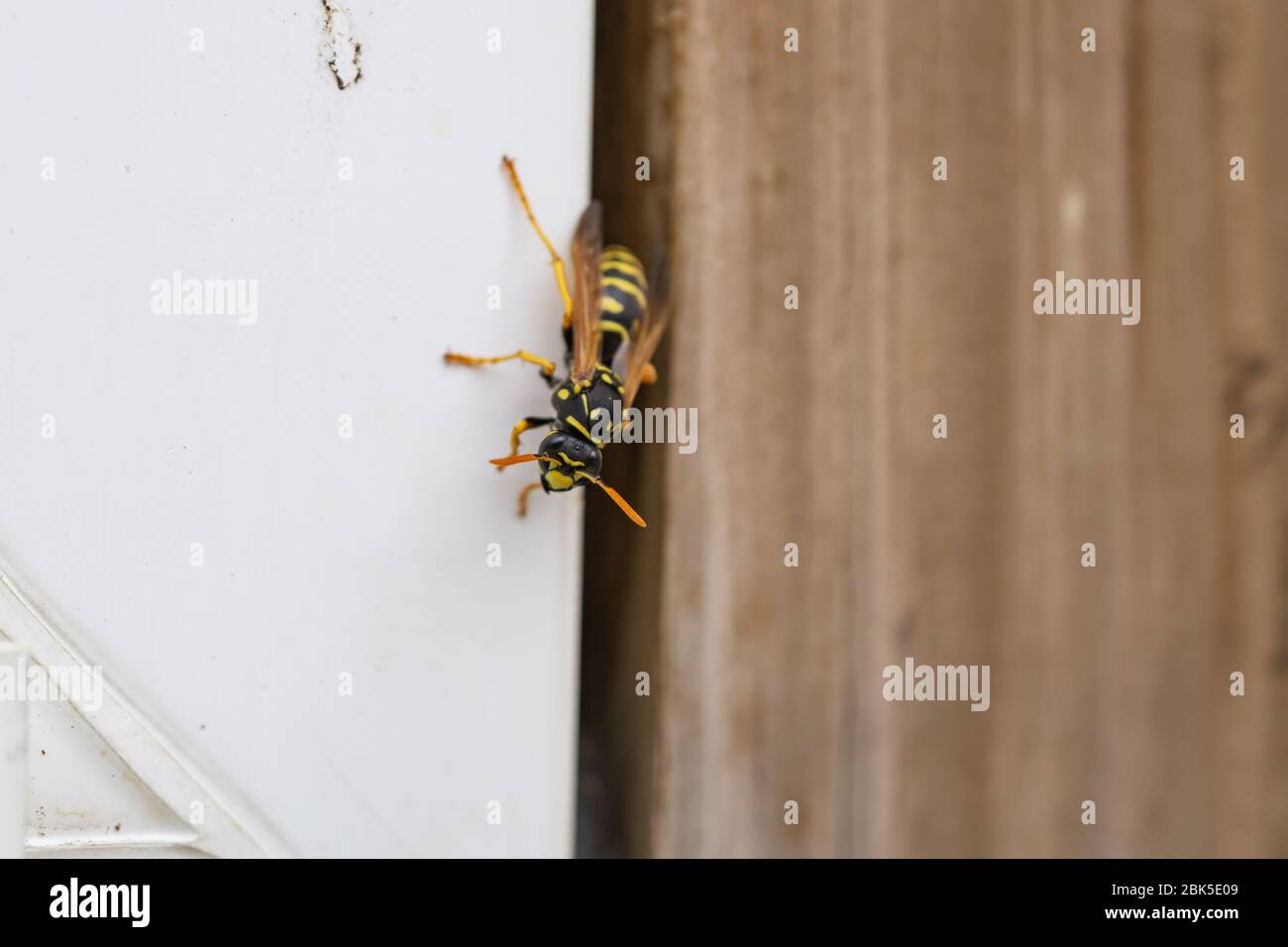European Paper Wasp a Springtime Foto Stock