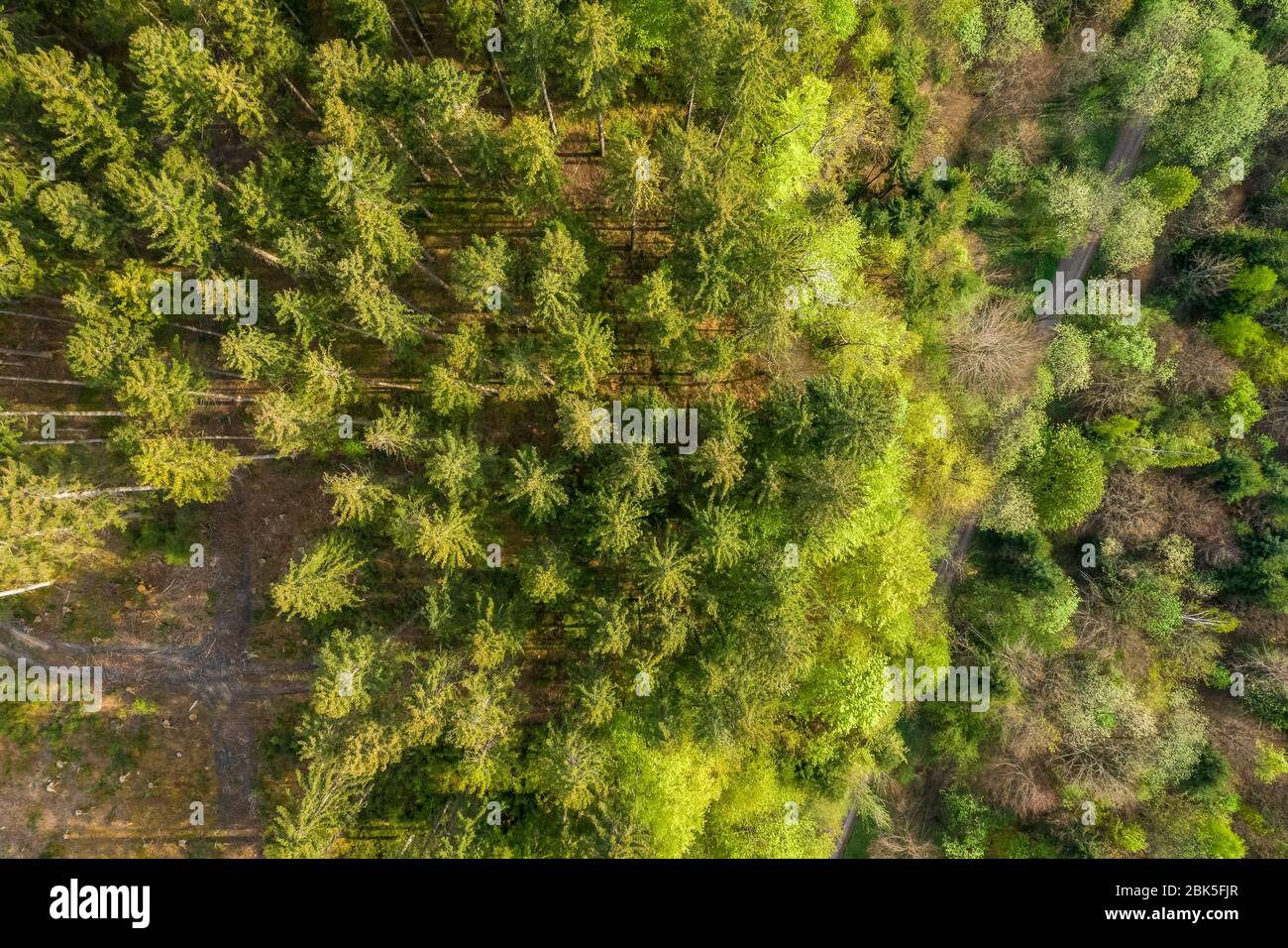 Drone verticale sparato in cima a alberi verdi in una foresta tedesca. Foto Stock