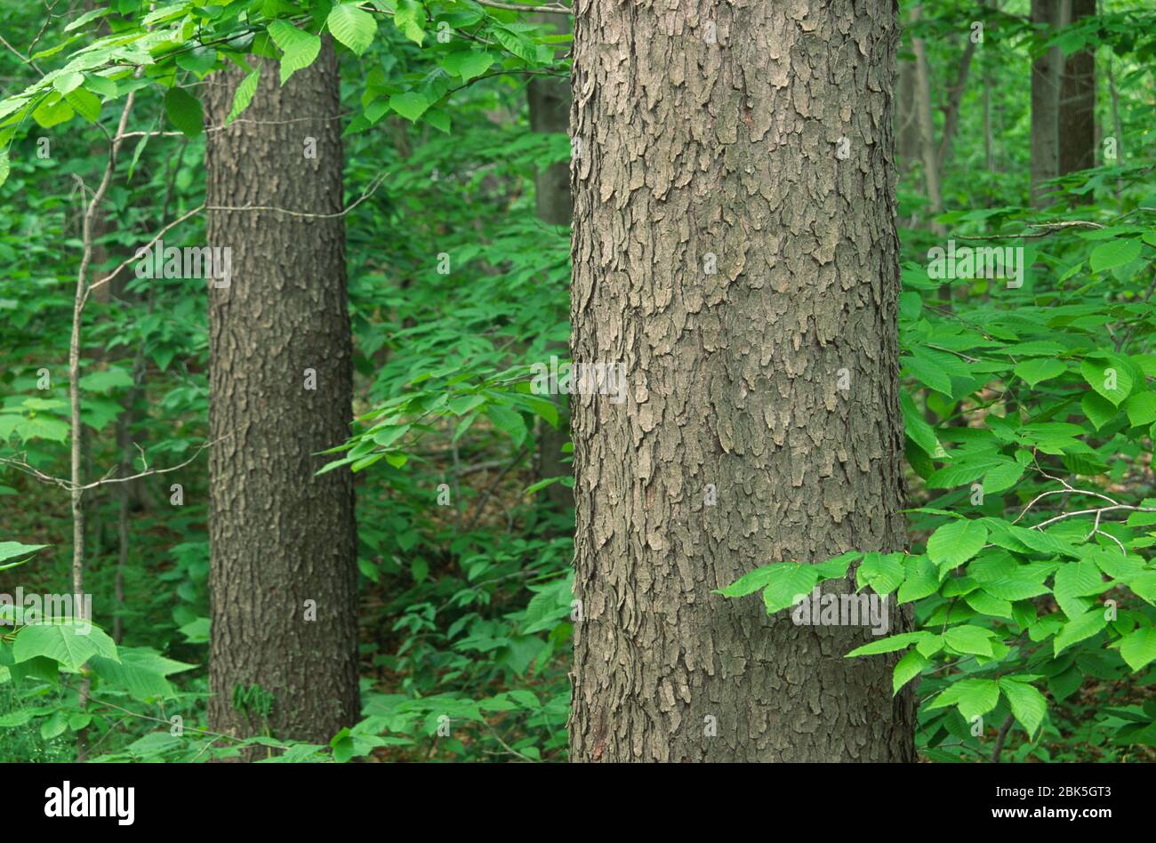 Tronco di ciliegio nero con giovane faggio americano, Tiadaghton state Forest, Pennsylvania Foto Stock