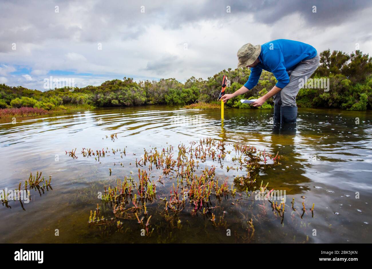 Scienziato che misura la profondità dell'acqua per installare i registratori di dati del livello dell'acqua in una zona umida costiera per capire il periodo di inondazione e l'impatto sull'ecosistema serv Foto Stock