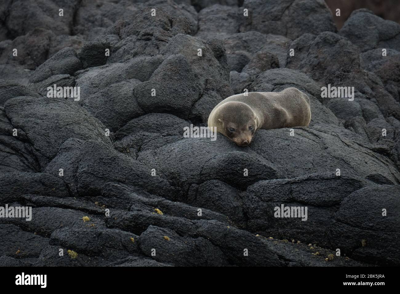 Royal Albatross Center, Otago, Dunedin, Nuova Zelanda - 10 gennaio 2019 : foca giovane che prende un pisolino sulle rocce sotto il Centro Albatross Foto Stock