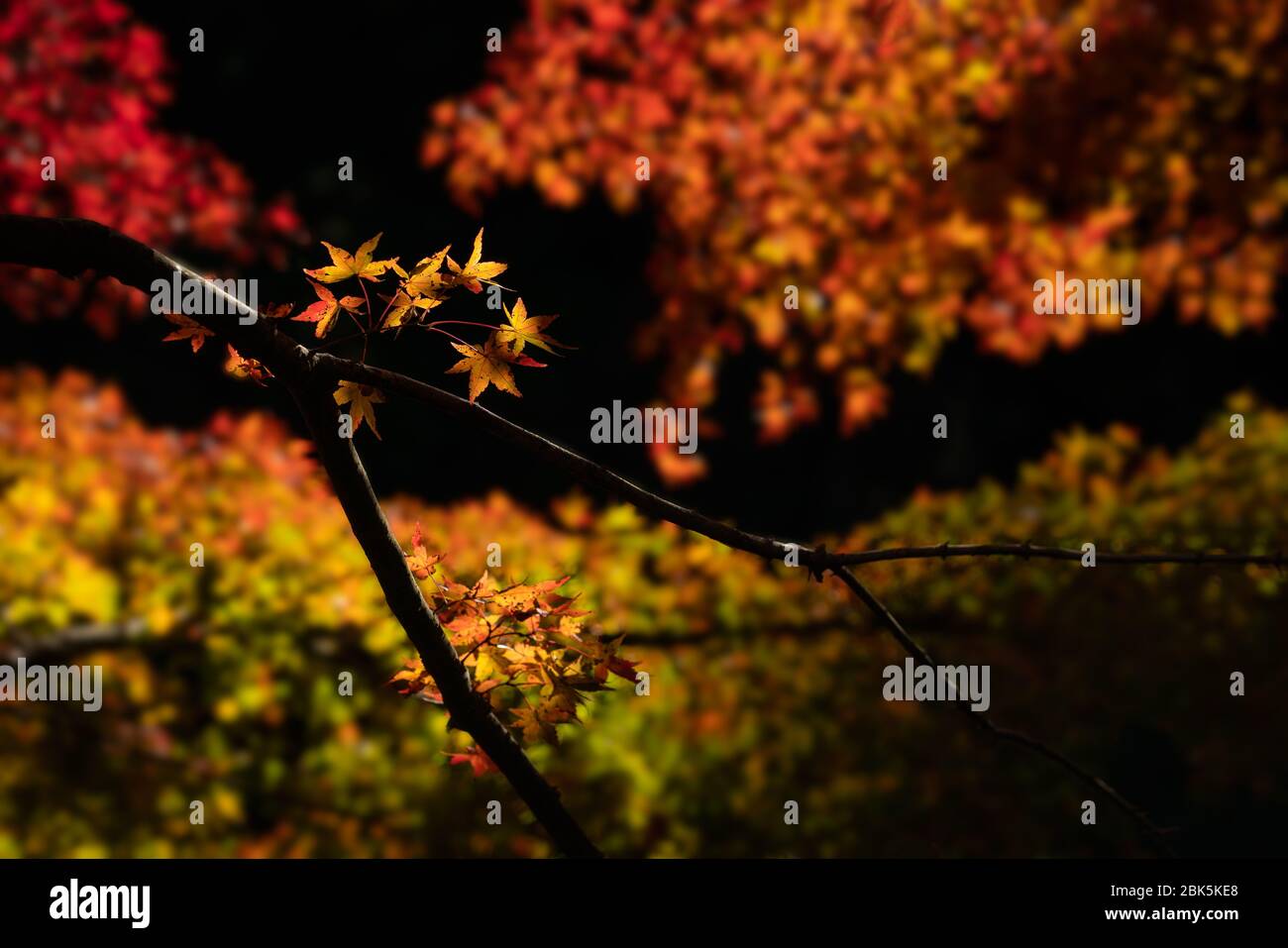 Un bell'albero d'acero giapponese preso nella stagione autunnale a Kyushu, Giappone Foto Stock