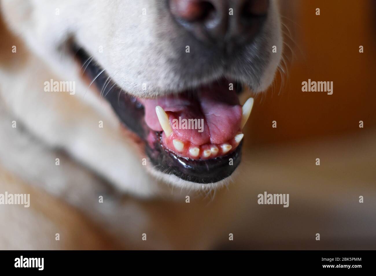 Vista dettagliata del Labrador retriever dog-bocca aperta, la lingua di fuori con sfondo sfocato/ Closeup denti di cane Foto Stock