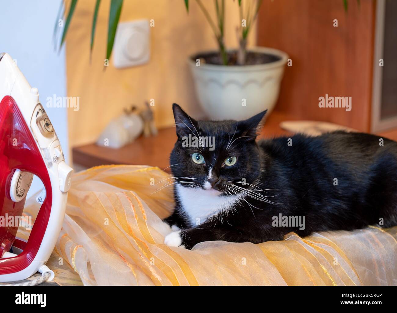 Un ferro da stiro e gatto bianco e nero seduto sulle tende sull'asse da stiro e guardando la macchina fotografica. Atmosfera accogliente. Foto Stock