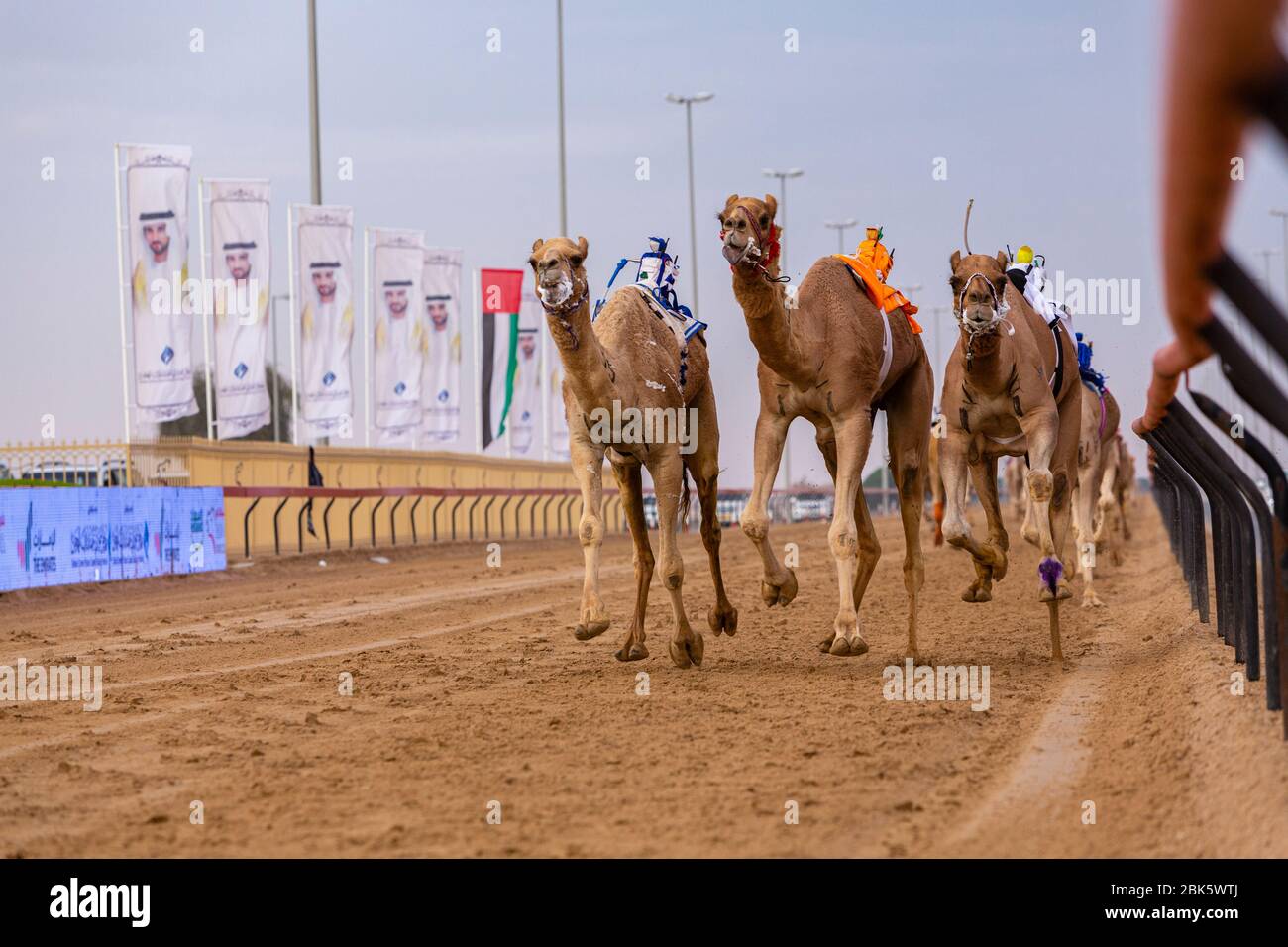 I fantini del cammello robot telecomandati al Marmoom Camel race track di Dubai, Emirati Arabi Uniti Foto Stock
