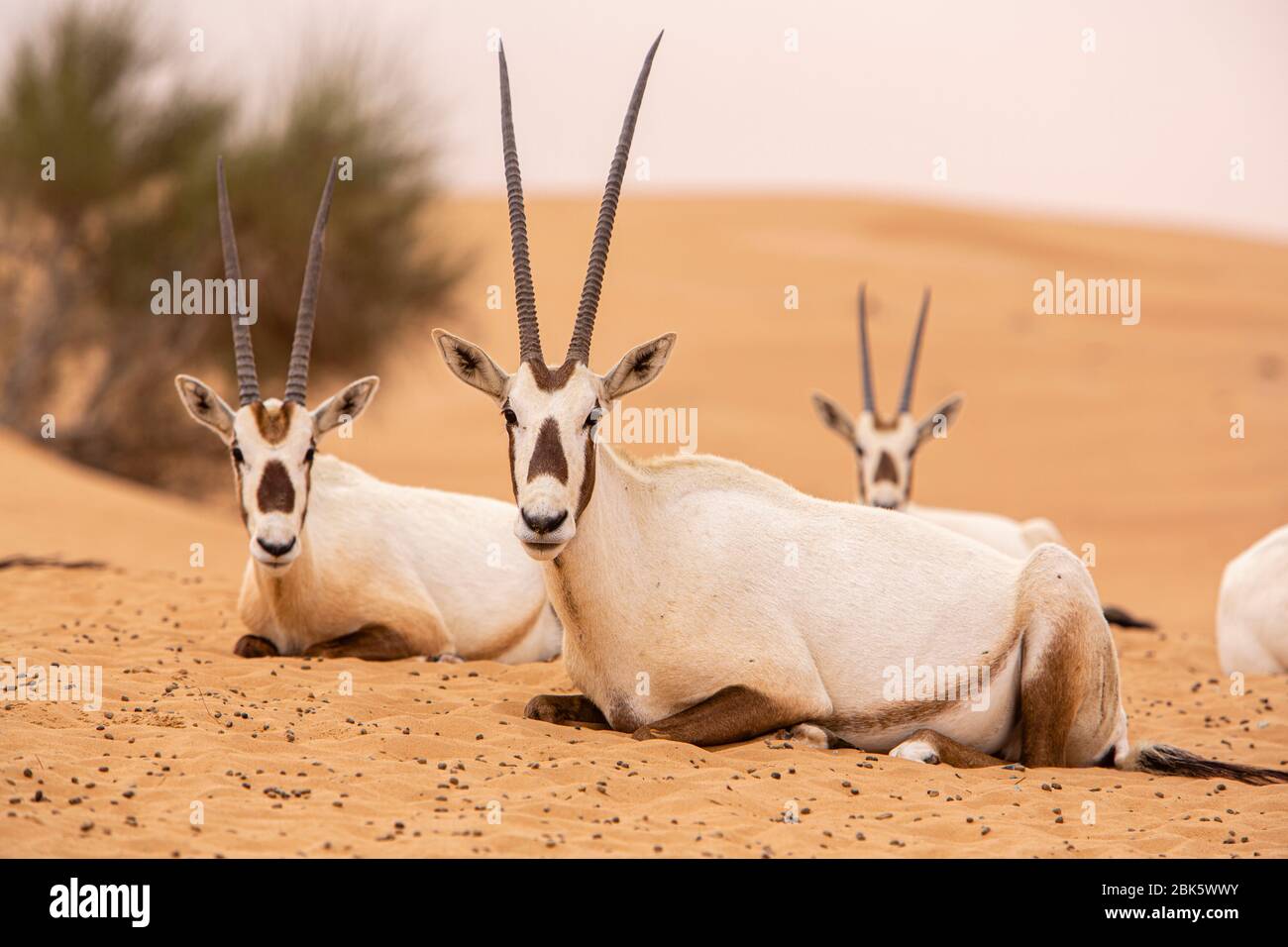 Mandria di orice arabo nella Dubai Desert Conservation Reserve, Dubai, Emirati Arabi Uniti Foto Stock